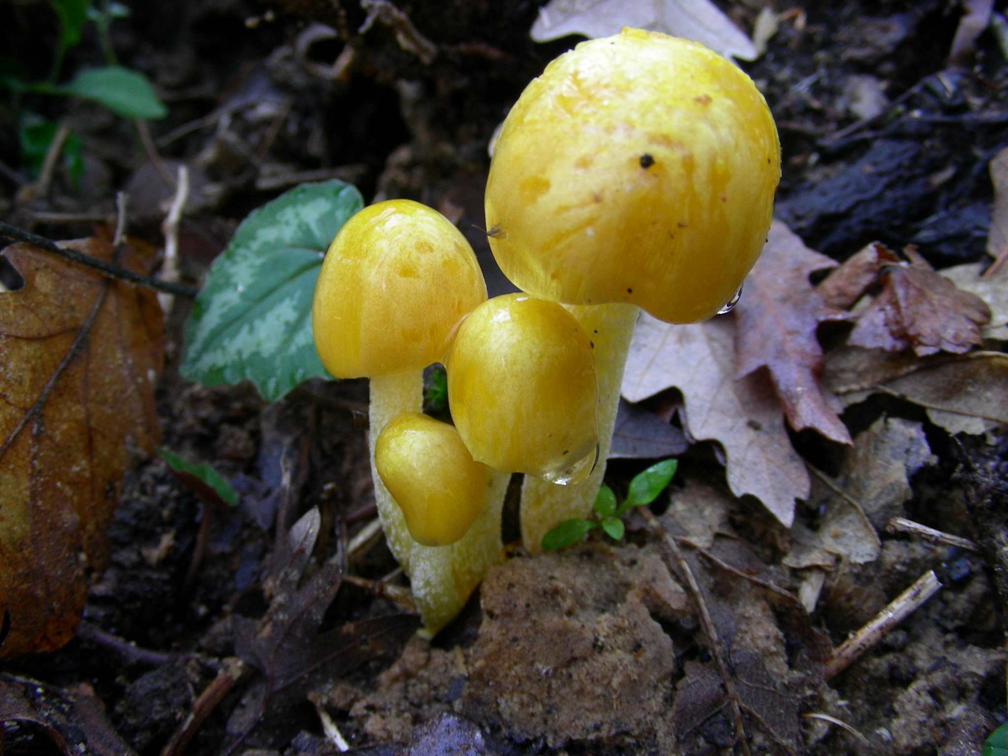 1951 Marzo vecchio ritrovamento